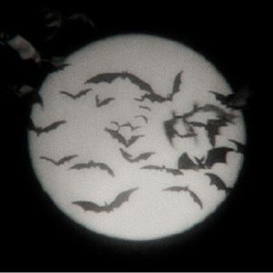 Meet your Posher, Kylie